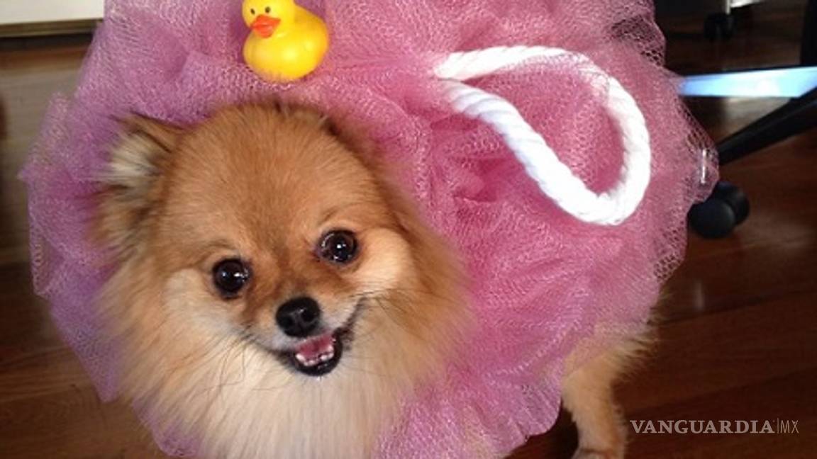 $!Ideas para disfraces de Halloween... ¡tu mascota lucirá adorable!
