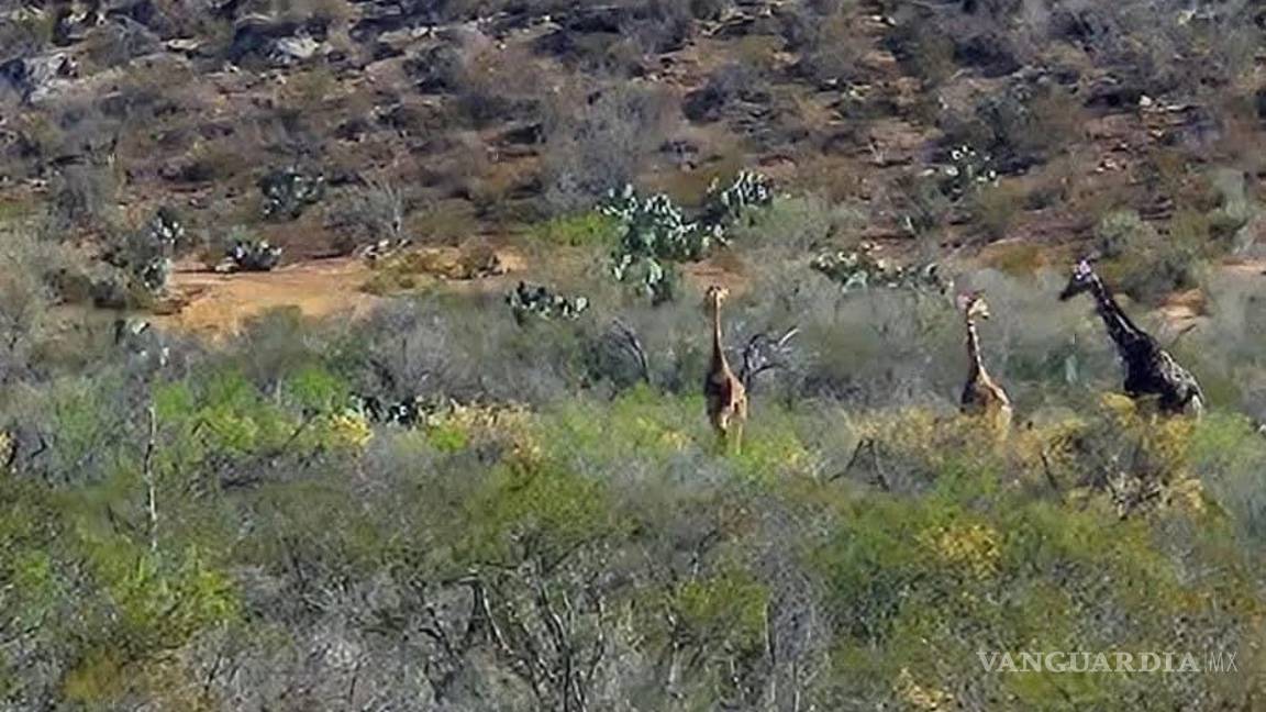 ¿Jirafas en Coahuila? Policías las hallan de nuevo en una brecha rural y causa sorpresa