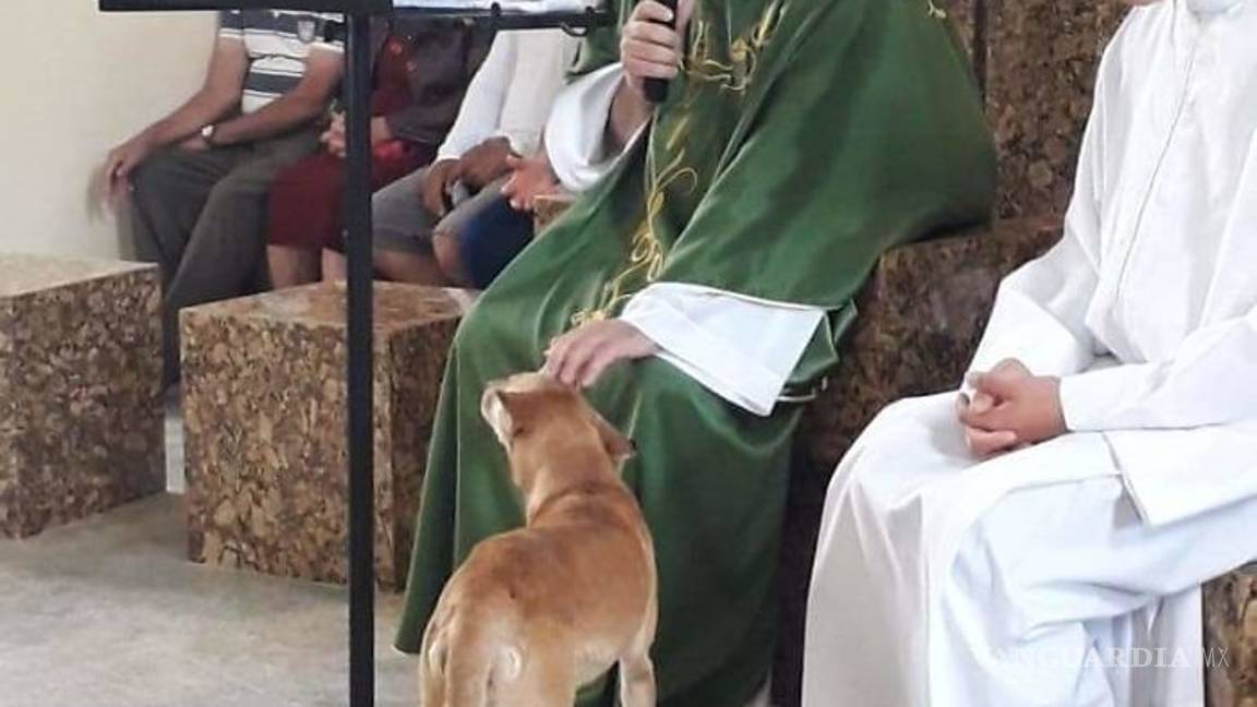 $!Sacerdote lleva perros a sus misas para que fieles los adopten; "Son de Dios"
