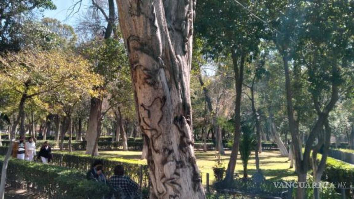 $!Benjamín Martínez, creador de obras que combinan arte y naturaleza en la ciudad.