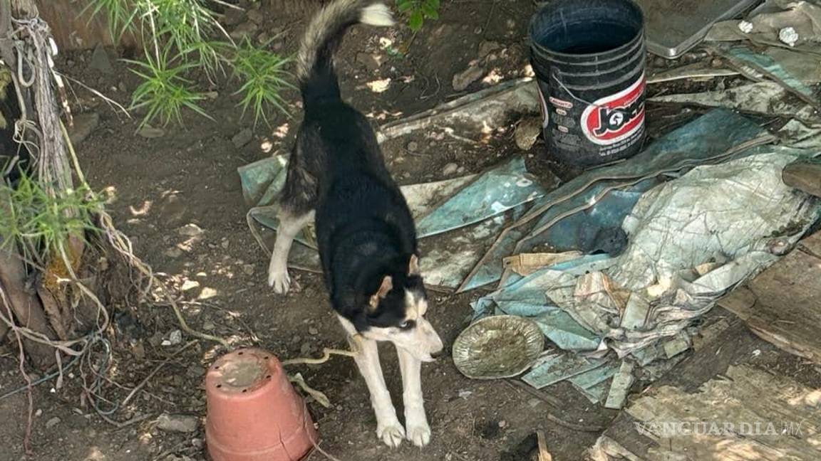 $!¿Cuántos más sufrirán antes de que las autoridades tomen medidas contra el abandono animal?