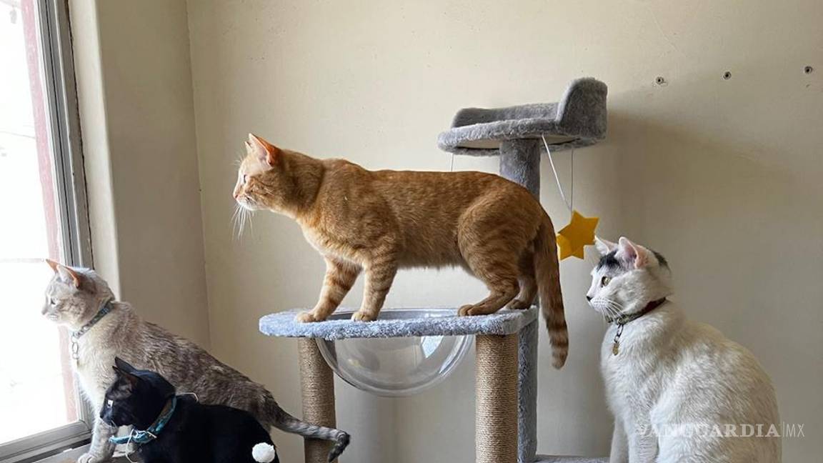 $!¿No encuentras a tu gato? Alexa te puede ayudar a buscarlo