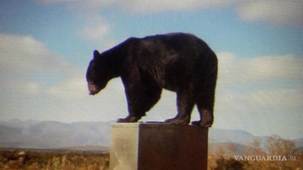 Captan a oso visitar un rancho de San Buenaventura