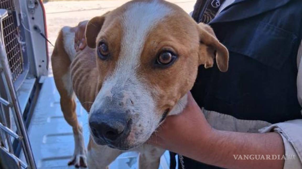 $!En tres operativos rescatan a cinco canes en condición de maltrato, en NL