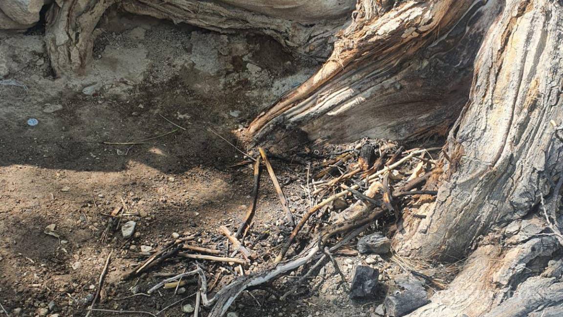 $!Autoridades municipales examinaron el lugar donde se encendió la fogata, donde se encontró que la raíz de un árbol resultó afectada.