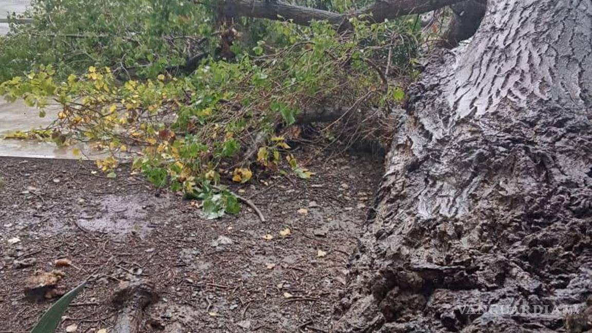 $!Árbol caído bloqueando el paso, tras las intensas lluvias.