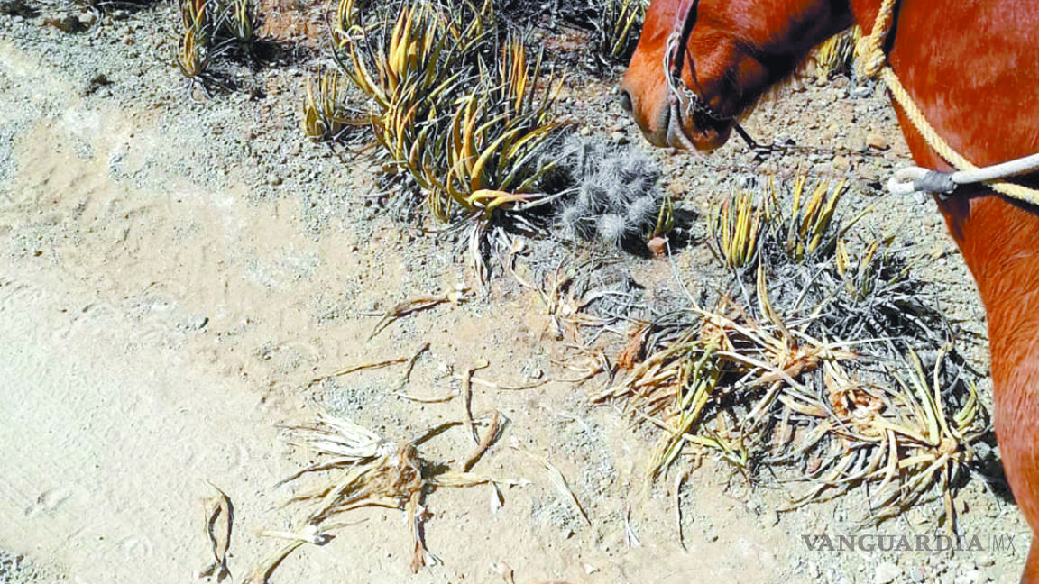 $!Pobladores de ejido de Ramos Arizpe acusan al ex diputado Luna Canales de usar influencias para perjudicarlos