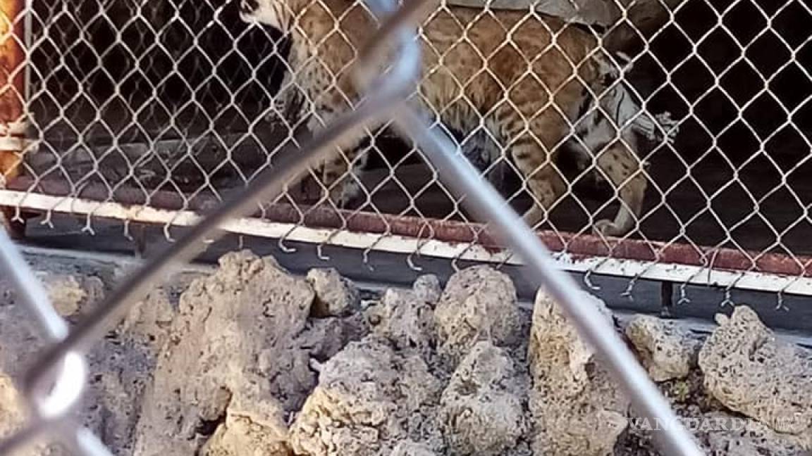 Cerrarán zoológico Santiago de la Monclova
