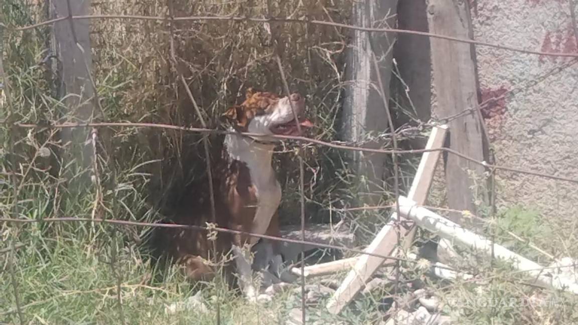 $!Usuarios difunden el artículo 261 del Código Penal de Coahuila, que sanciona el maltrato animal, subrayando la importancia de conocer y hacer cumplir la ley.