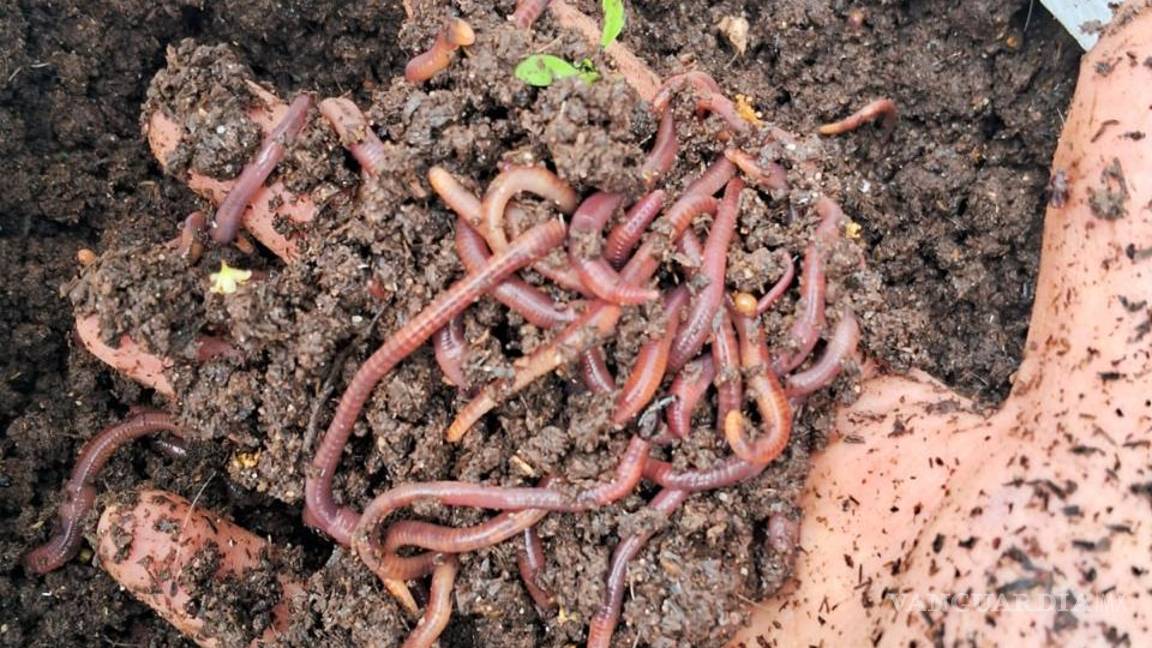 $!Estudiantes de la UAAAN expresaron su frustración por el impacto del cierre en sus tesis y proyectos académicos en curso.