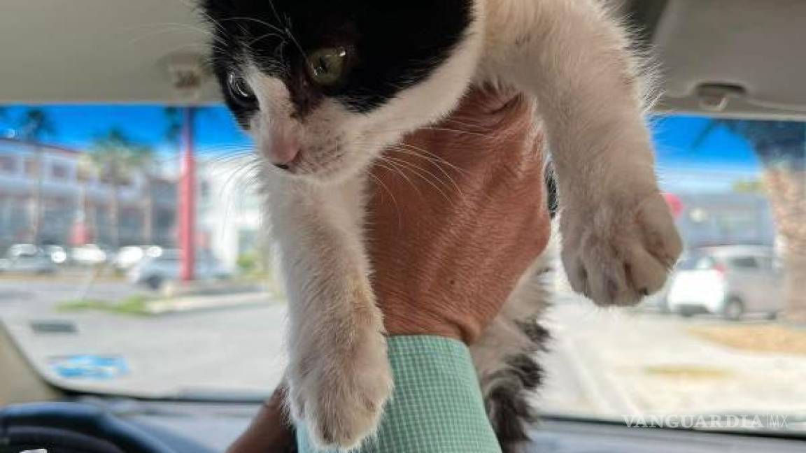 ‘Señor Michi’, el gatito rescatado en el Periférico de Saltillo por un conductor de InDrive, busca un hogar