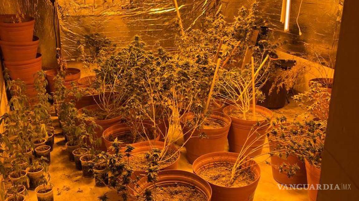 FGR desmantela invernadero con 332 plantas de marihuana en NL