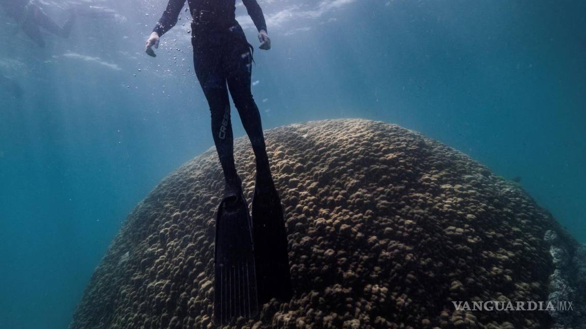 $!El gigantesco coral semicircular de porito, bautizado como Muga dhambi, tiene 5.3 metros de altura y es considerado como uno de los más antiguos de la Gran Barrera. EFE/ReefEcology/Richard Woodgett