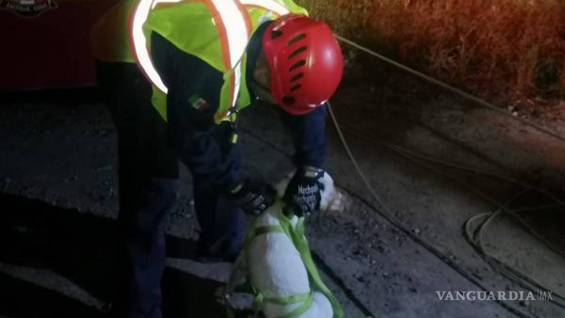 $!El perro, ya a salvo, fue llevado a un hogar temporal donde recibirá atención veterinaria para garantizar su bienestar.