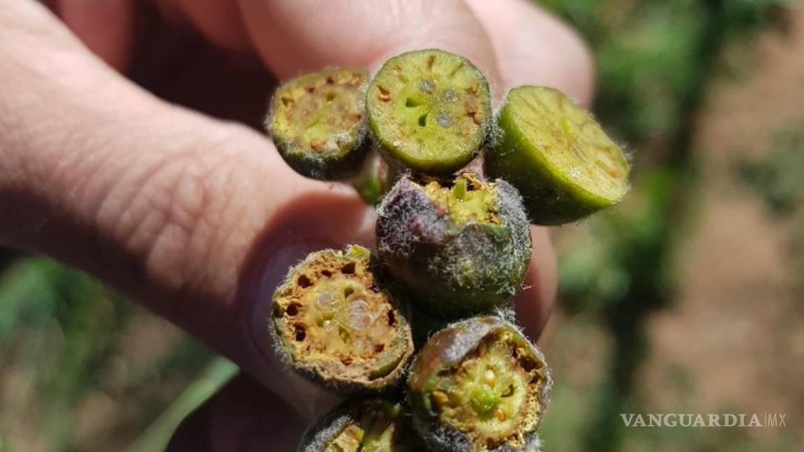 $!Afecta helada 24 mil empleos en la sierra de Arteaga; por la pizca de manzana se pierden 410 mdp