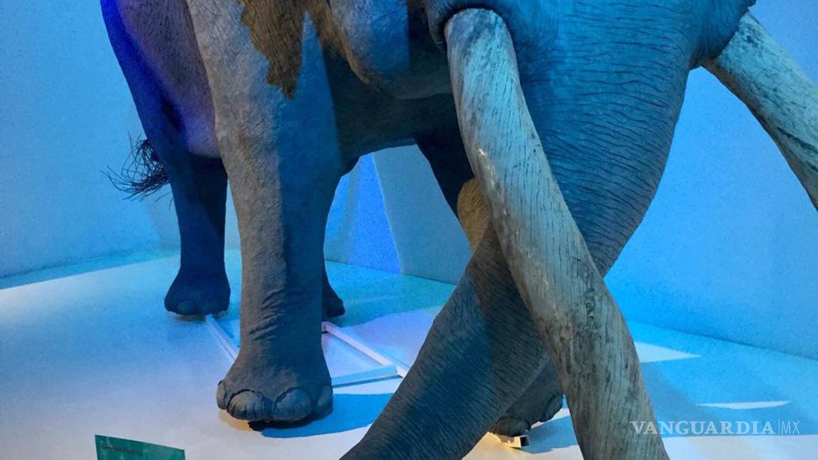 $!Museo del Desierto se mantiene a la vanguardia