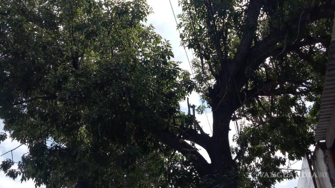 Era sólo podar las ramas, no talar el árbol, asegura CFE Saltillo