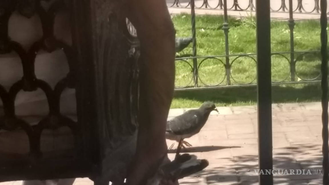 De nuevo en Saltillo… Hombre caza palomas de plaza pública