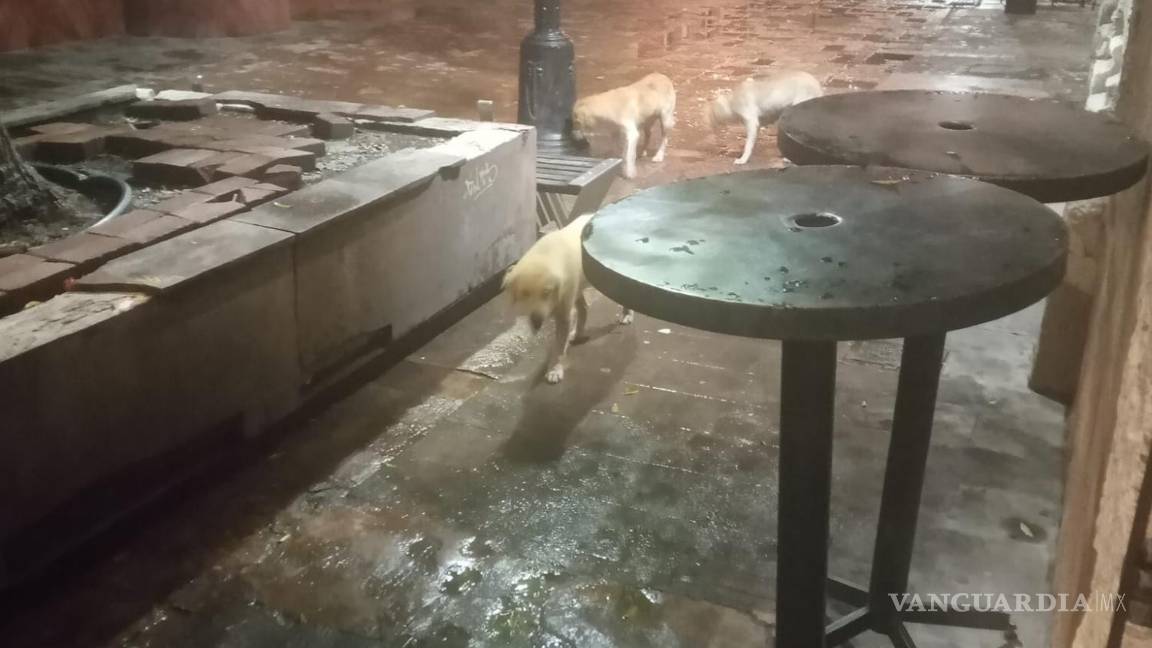 $!Los perros han sido visto rondando en la Zona Centro.