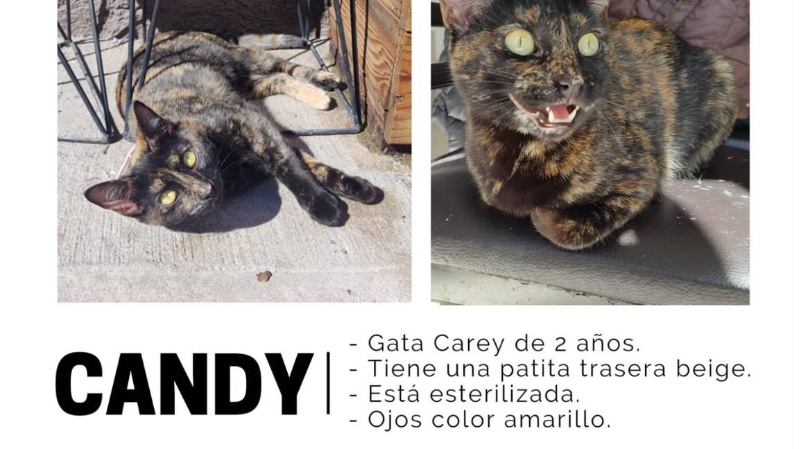 $!Familia de ‘Candy’ ofrece recompensa a quien les ayude a encontrarla. La gatita desapareció el pasado 8 de diciembre en Saltillo.