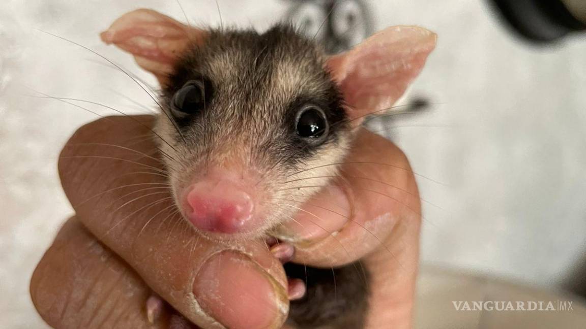 $!Solo una de las crías de tlacuache fue rescatada con vida; está bajo resguardo.