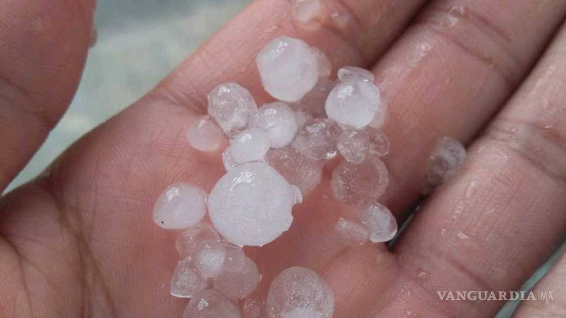 $!Tromba causa caos en norte de Saltillo; caen árboles y panorámicos