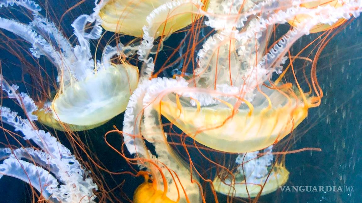 $!Proteus, la versión submarina de la Estación Espacial Internacional en el mar Caribe