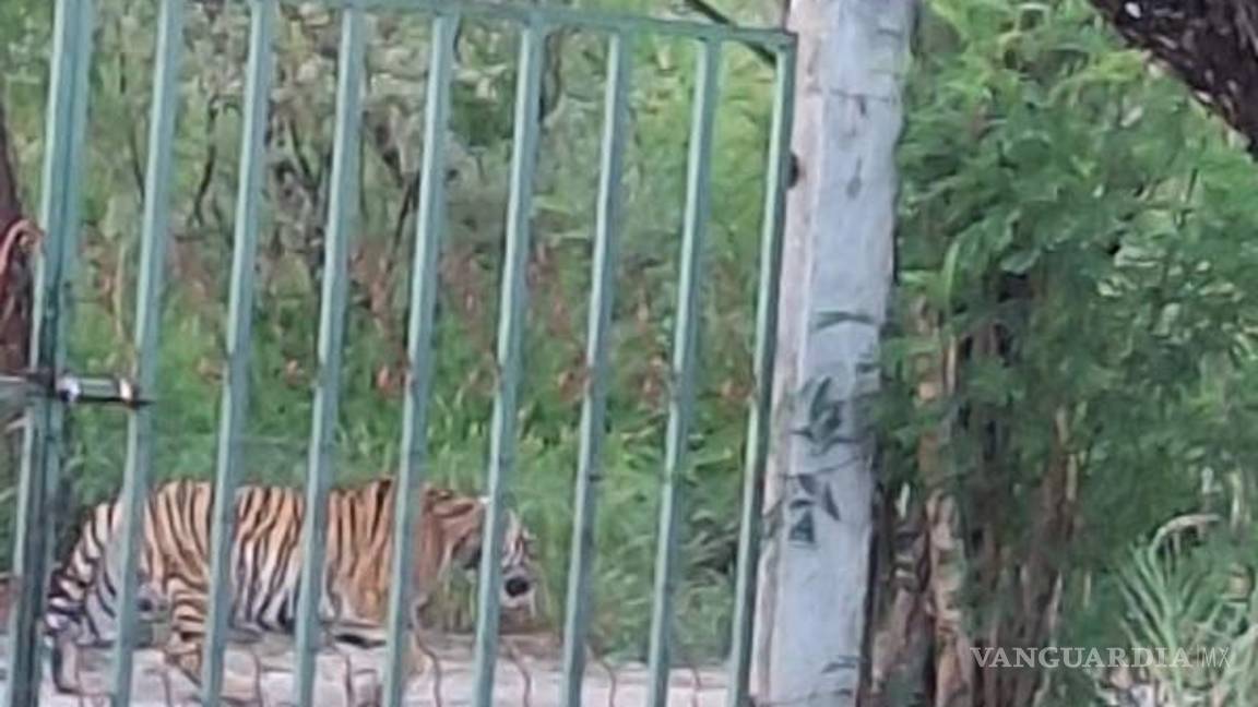 $!Avistamiento de tigre es reportado Salinas Victoria, Nuevo León