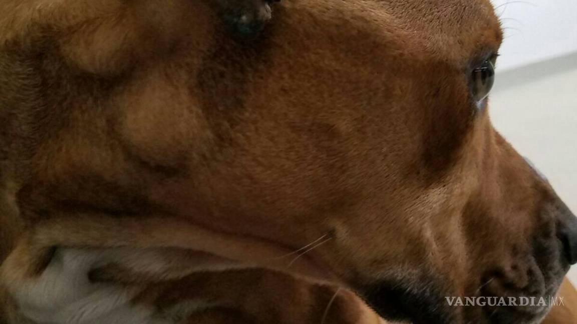 $!Revelan que el perro Max fue violentado a golpes y que sufre de desnutrición
