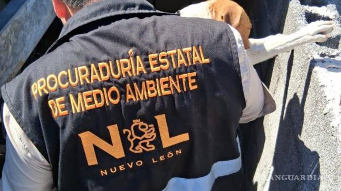 $!En tres operativos rescatan a cinco canes en condición de maltrato, en NL