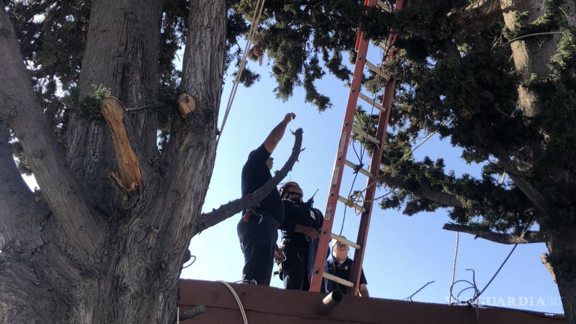 Bomberos rescatan a gatita atorada en un arbol en Saltillo