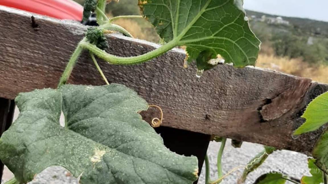 $!Descenso de la temperatura provoca hielo en Monclova