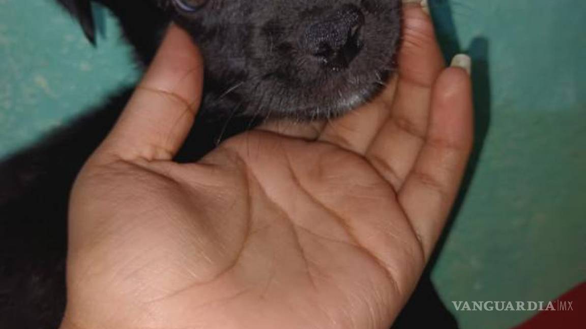 $!Del cachorrito, ni de su madre se conoce el paradero, por lo que piden se investigue.