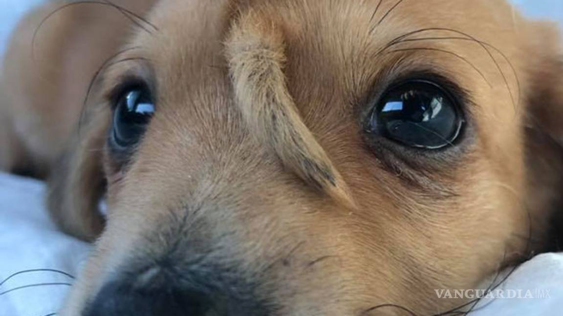 $!Conoce al 'perro-unicornio': cachorrito nace con cola en la cabeza