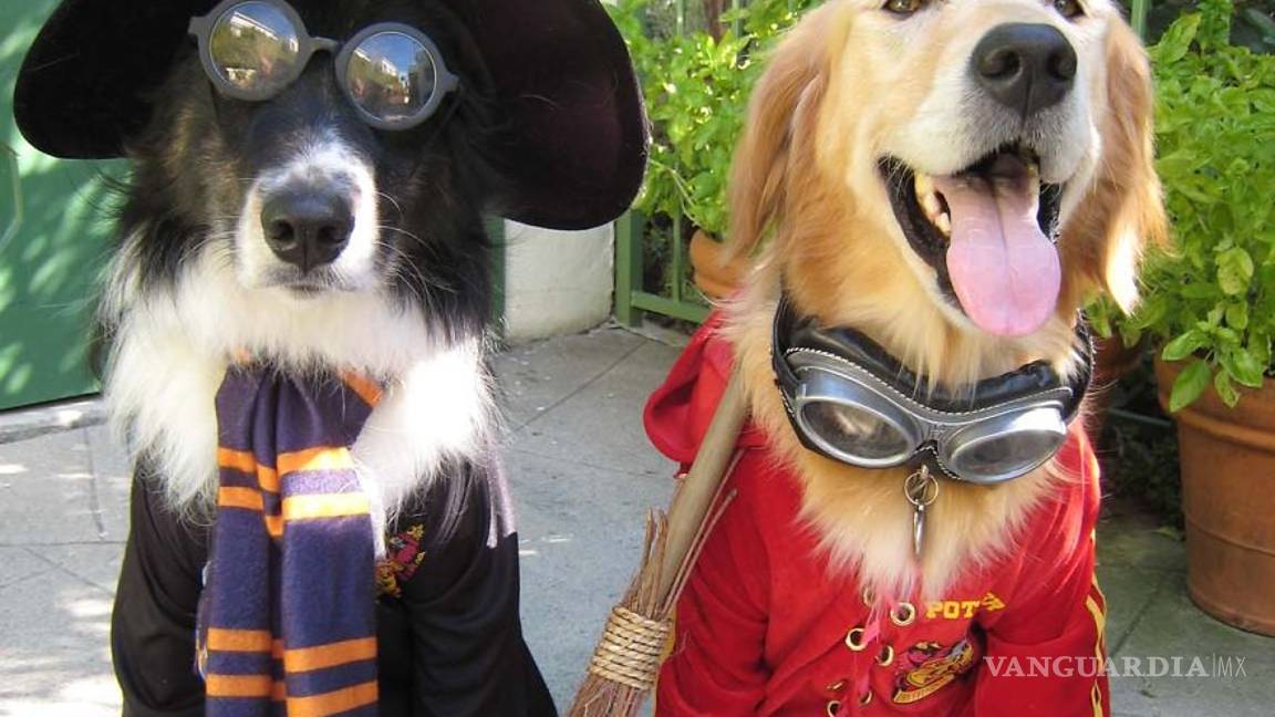 $!Ideas para disfraces de Halloween... ¡tu mascota lucirá adorable!