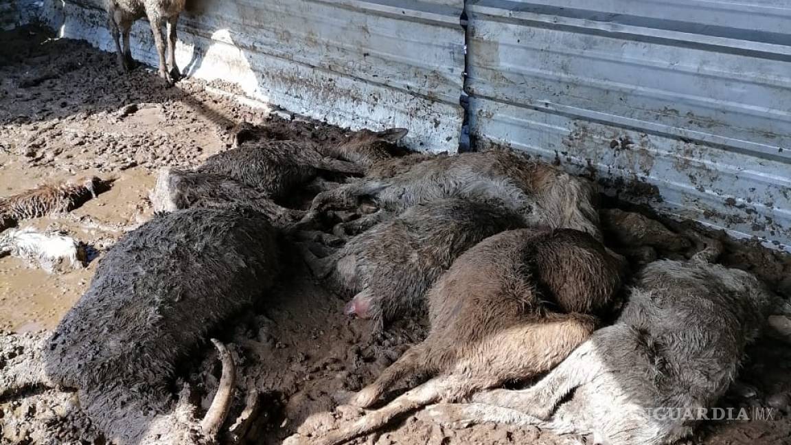 Pegó nevada a ganaderos de Acuña, van 900 cabras y borregos muertos