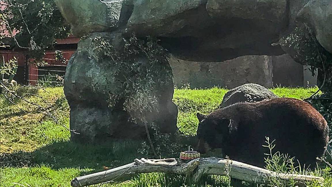 En el Museo del Desierto de Coahuila, los osos 'parten la rosca de reyes'