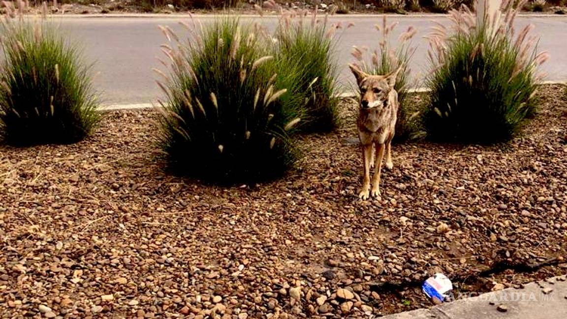 $!Hoy es el Día de la Tierra: Pandemia, ‘un respiro’ para el planeta