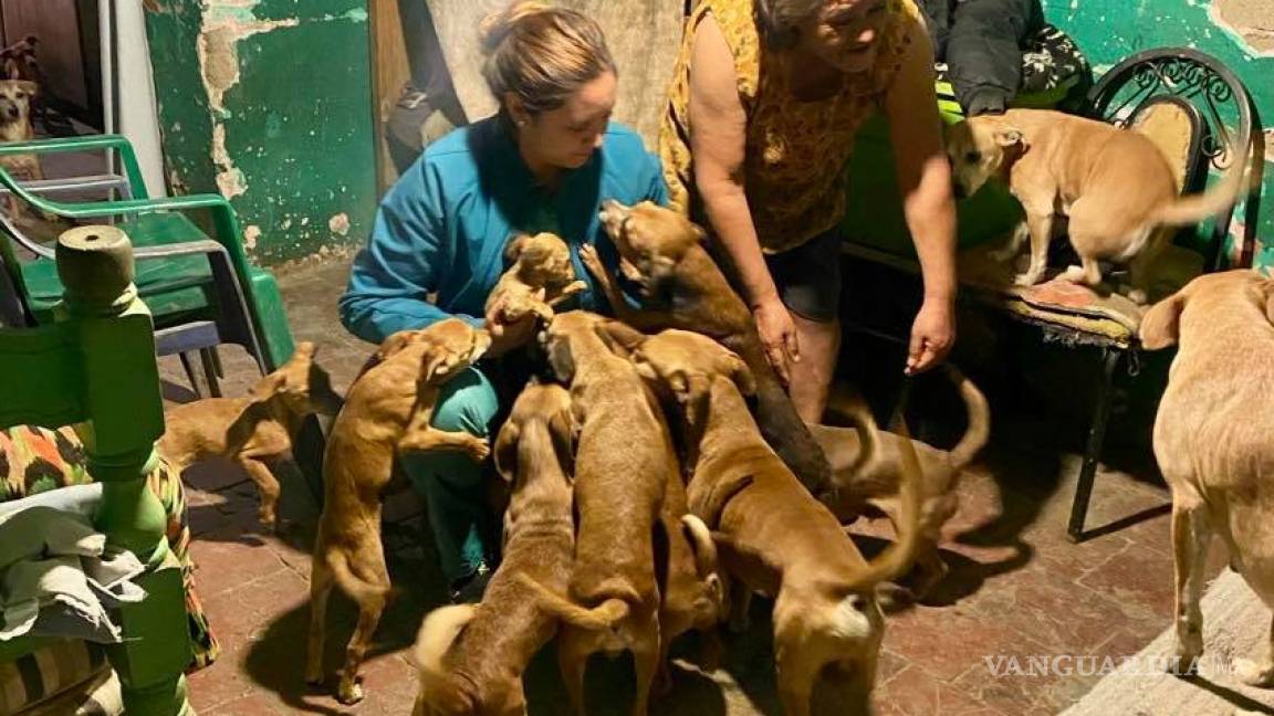 Saltillo: Piden apoyo para lavacoches y su familia, incluidos sus 20 perritos