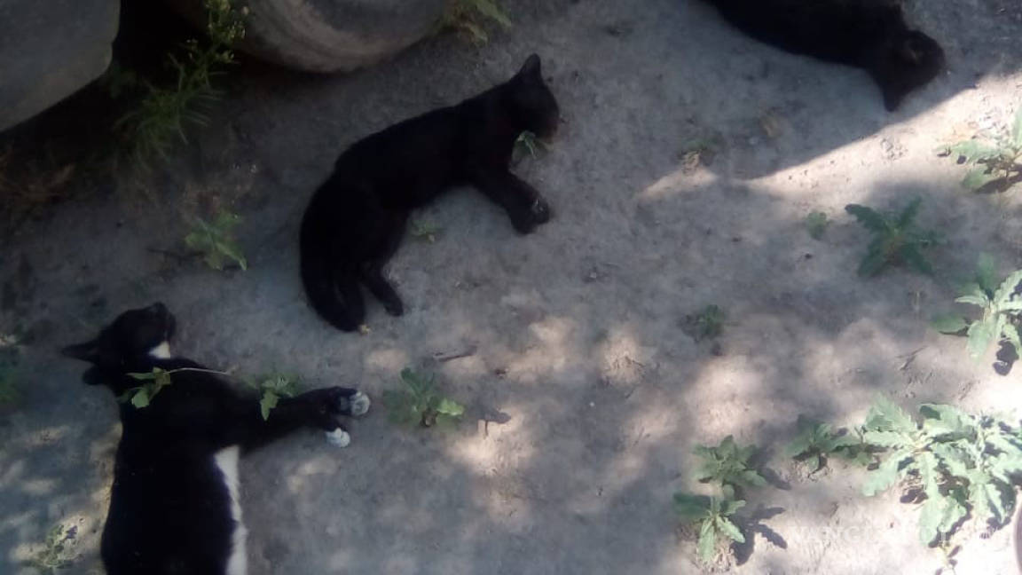 Denuncian envenenamiento de siete mascotas en Ocampo, Coahuila