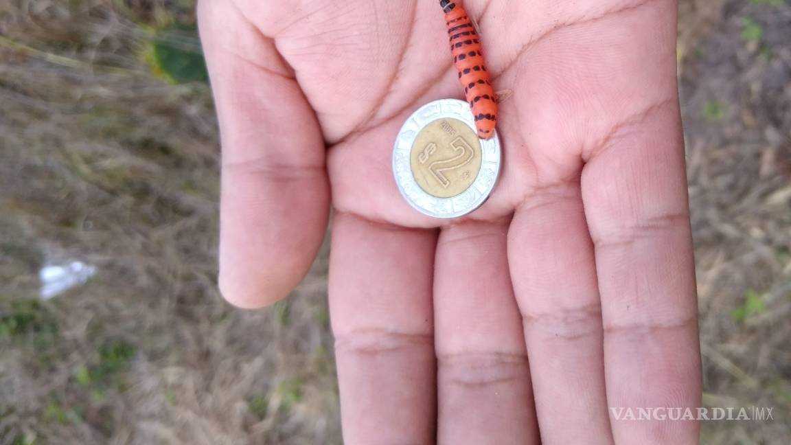 $!Plaga amenaza al nopal de México; investigadores de la Narro la detectan al sur de Texas