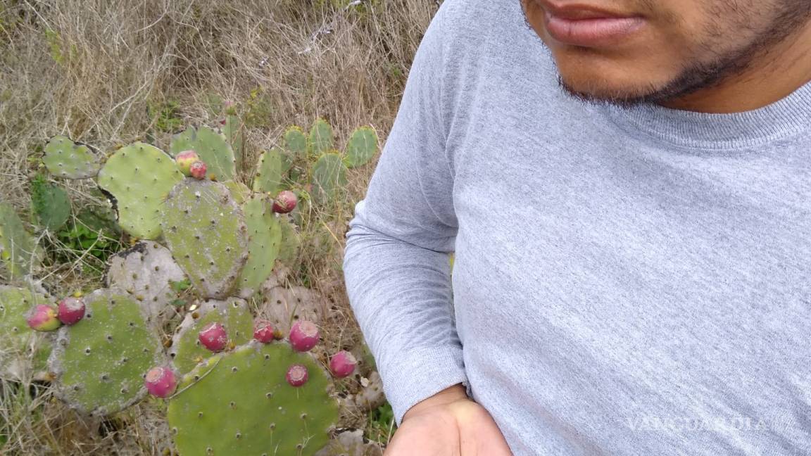 $!Plaga amenaza al nopal de México; investigadores de la Narro la detectan al sur de Texas