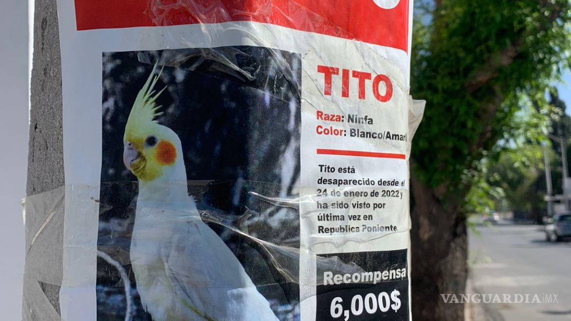 Saltillo: ¿has visto a Tito? se extravía primo de la ‘llama fugitiva’ (que en realidad es Alpaca)