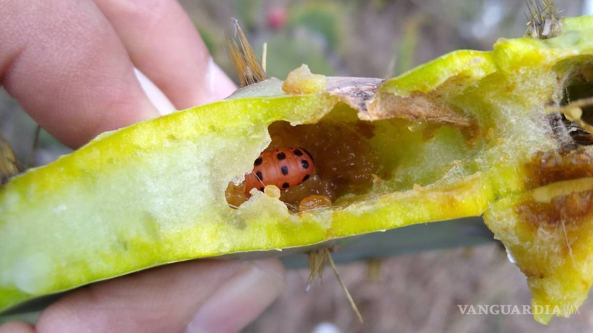 $!Plaga amenaza al nopal de México; investigadores de la Narro la detectan al sur de Texas