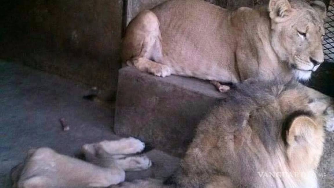 $!Animales en zoológico de Yemen recurren al canibalismo