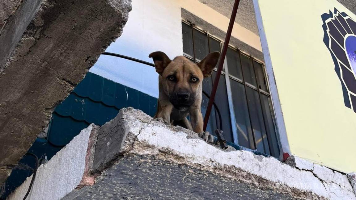 $!Los grupos de rescate luchan contra el abandono animal en techos y patios bajo el sol.