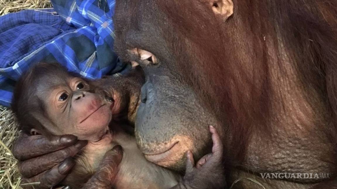 Nace orangután en zoo de EU, el primero en 25 años