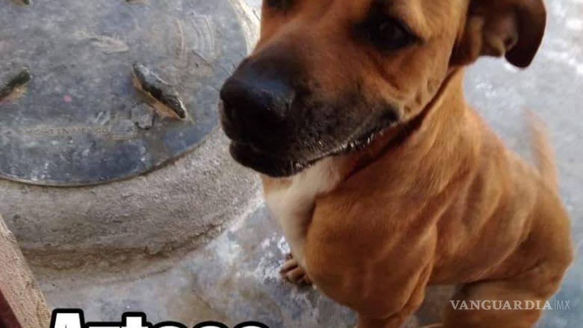 $!¿Estás buscando adoptar? Conoce a estos adorables lomitos