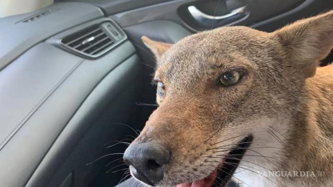 Luchan por salvar a coyote confundido con perro; lo nombraron Pancho
