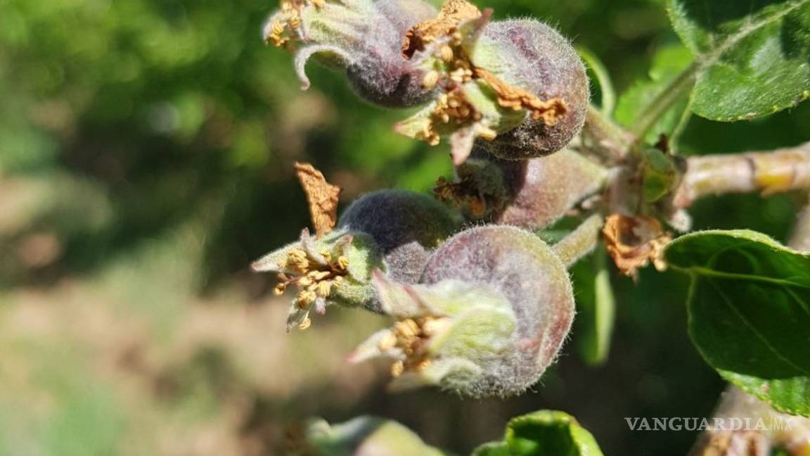 $!Afecta helada 24 mil empleos en la sierra de Arteaga; por la pizca de manzana se pierden 410 mdp